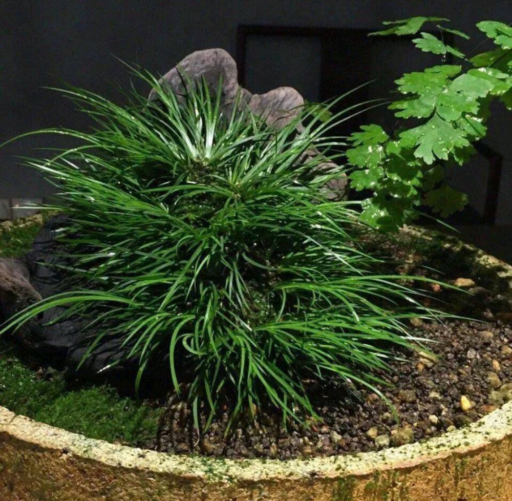 菖蒲,又叫水菖蒲,原生在溪水边或者水沟旁等水分充足之处.