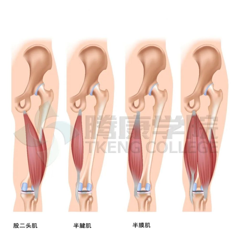 起点:坐骨粗隆 止点:胫骨近端前内侧的鹅足腱 半膜肌 起点:坐骨粗隆