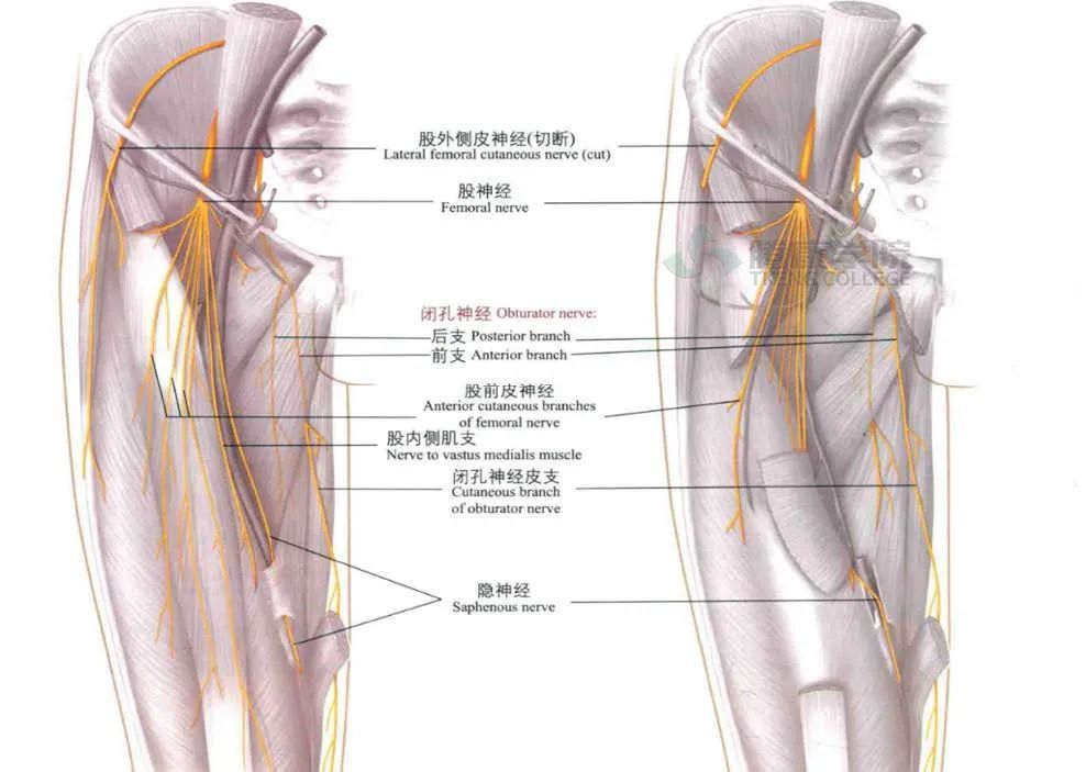 股四头肌的神经支配是股神经,经常在腹股沟韧带和髂腰肌处受到卡压