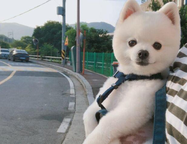这样饲养博美犬,就是在"坑"它!