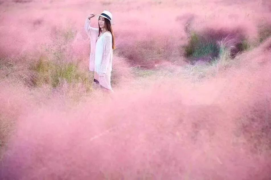 醉美八卦洲,陌上花渡粉黛乱子草花海10月1日起盛大迎客!限时抢门票!