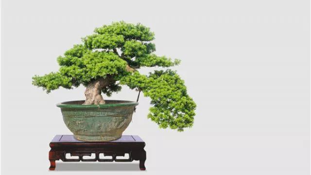 那么罗汉松盆景要怎么制作造型呢