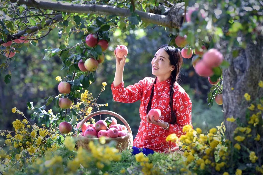 苹安百年 果真生态丨灵宝苹果100周年啦!邀你来品尝