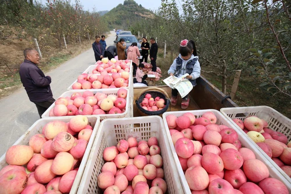 苹安百年果真生态丨灵宝苹果100周年啦邀你来品尝