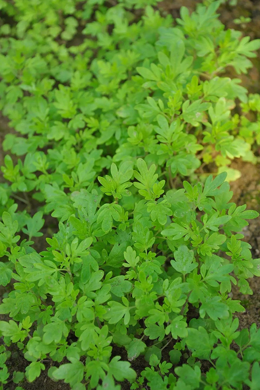 裂叶荆芥幼苗嫩叶外观裂叶荆芥茎叶细节外观裂叶荆芥的叶通常为指状三