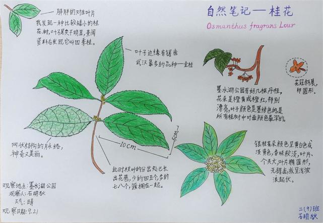 走进自然感受秋天,这群小学生做自然笔记感受季节变化