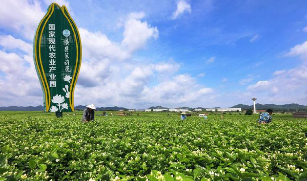 横州市茉莉花国家现代农业产业园