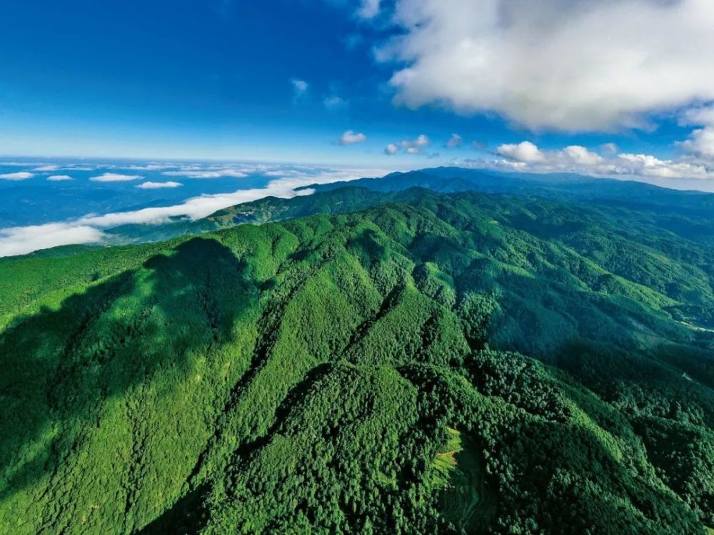 哀牢山,百草岭"三山鼎立" 长江,红河两大水系"二水分流" 森林覆盖率达