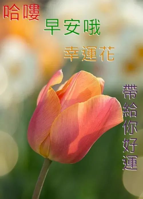 最美早晨好问候祝福图片表情带字,最美最暖心的早安语