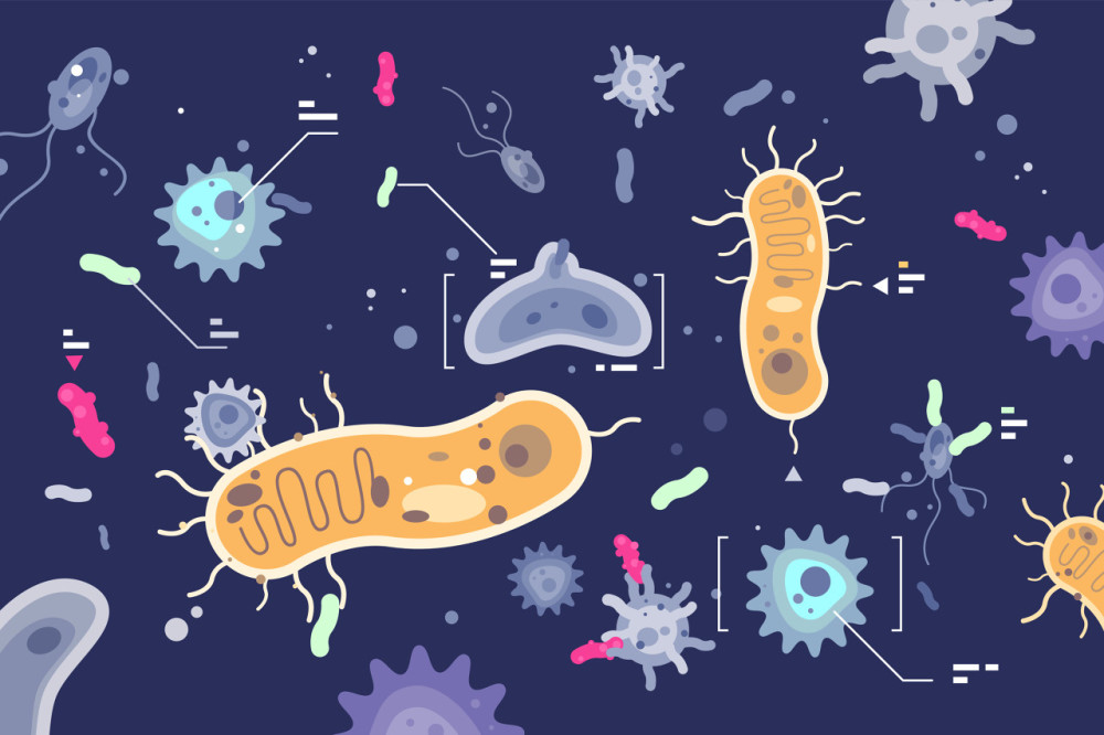 肠道菌群暗藏长寿密码改变菌群能活更久