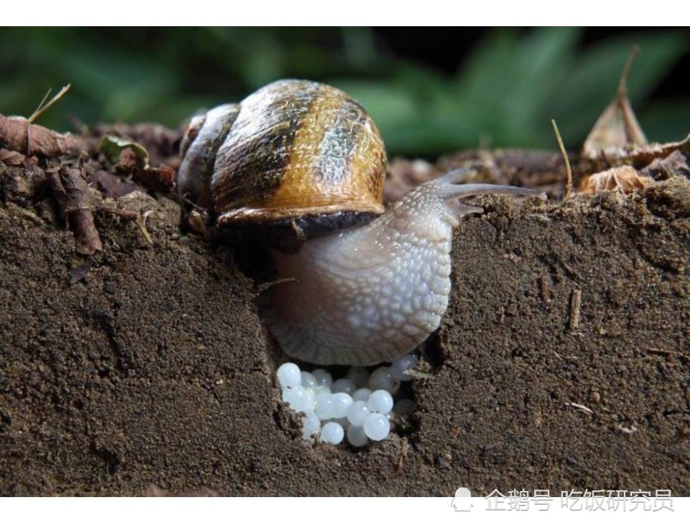 同样是蜗牛,为什么国外能卖出天价,国内却当害虫处理?