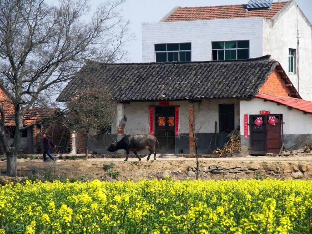 江汉平原地区农村的房子大门临马路,没有围墙,原因你了解吗?