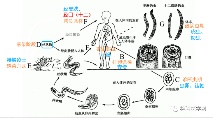 钩虫的种类:十二指肠钩虫,美洲钩虫 两大致病阶段:丝状蚴致病 成虫