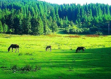 仙女山国家森林公园美景