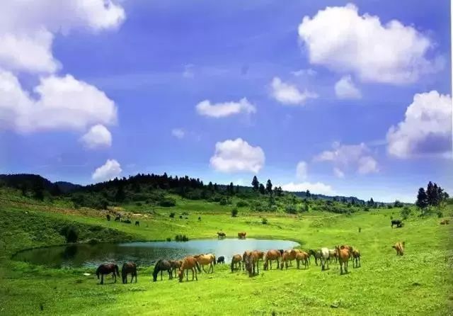 仙女山国家森林公园美景