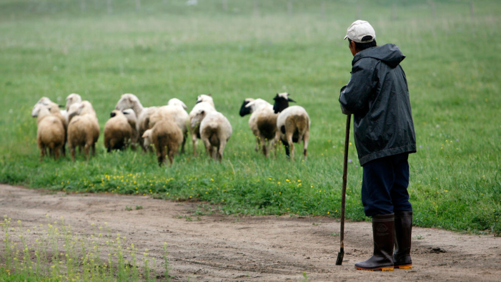 农村总是选择在下午放羊,是习惯还是科学?放羊娃说出了原因