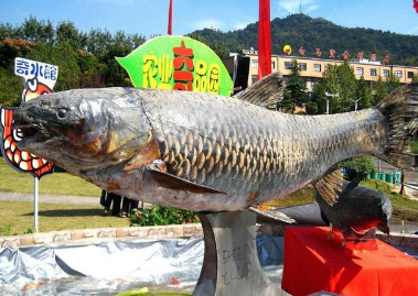 西湖有人偷钓巨型大鱼,什么来头?到底有多重?有什么后果?