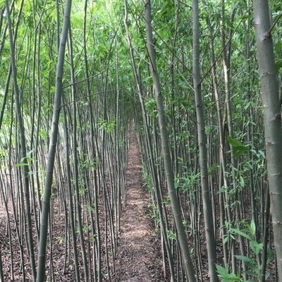 "种煤的产业—竹柳生物质成型燃料