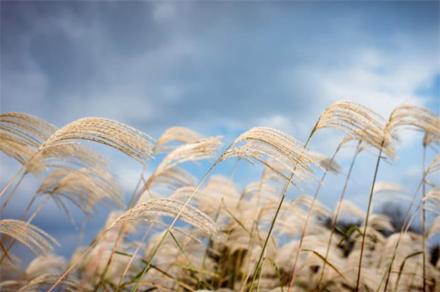 明丽芦花美诗六首八月九月芦花飞一丛丛盖钓鱼船