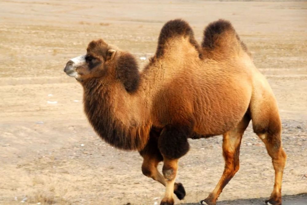 新疆野生双峰骆驼,沙漠之王,珍稀罕见!