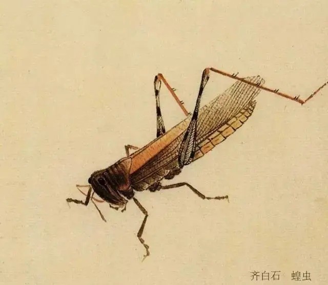 国画技法图典——草虫篇:蝗虫 蚂蚱 蝈蝈 螽斯 螳螂 蟋蟀