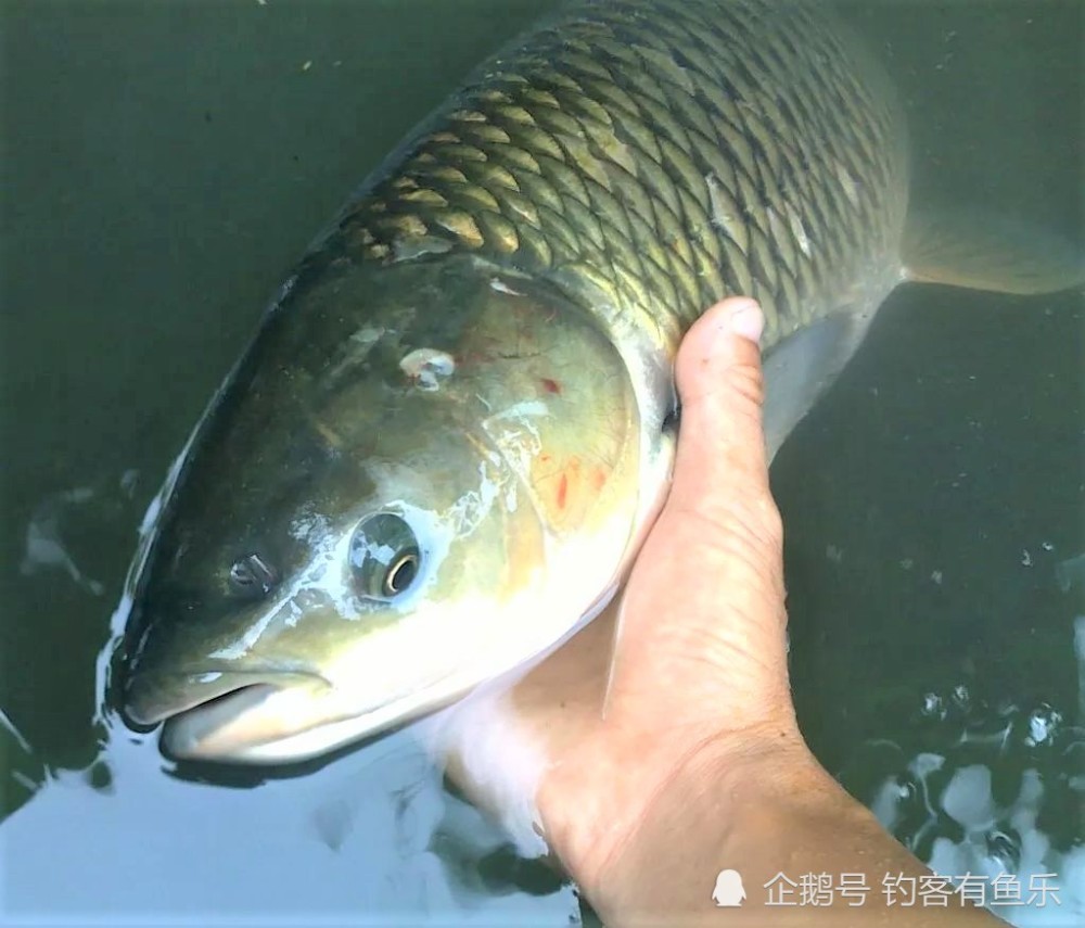 野钓鲫鱼总是没鱼口?线组这样搭配,钓上大草鱼也不担心鱼切线