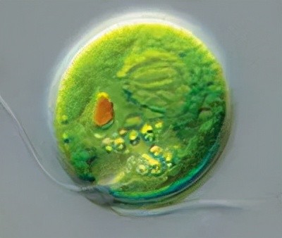 这些单细胞的藻类具有趋光性,能够挥舞鞭毛向着有光的方向游去(它们