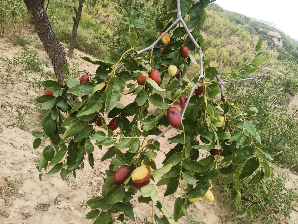 吕梁:临县大红枣