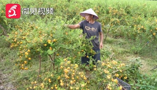 满地金刺梨结出幸福果一起去看看贵州这个刺梨之乡