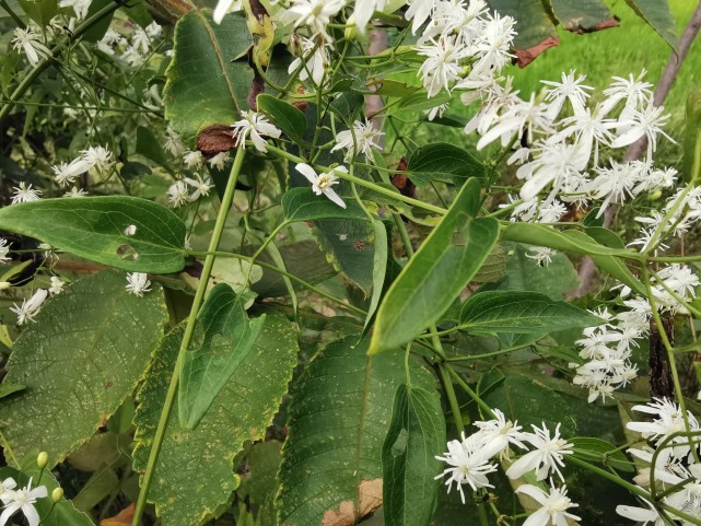 威灵仙 根和根茎入药,秋季茎叶枯萎时采挖根和根茎,除去杂质后干燥