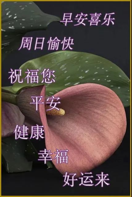 2022年4月24日星期日早上好问候祝福动态表情图片周末最新早安问候语