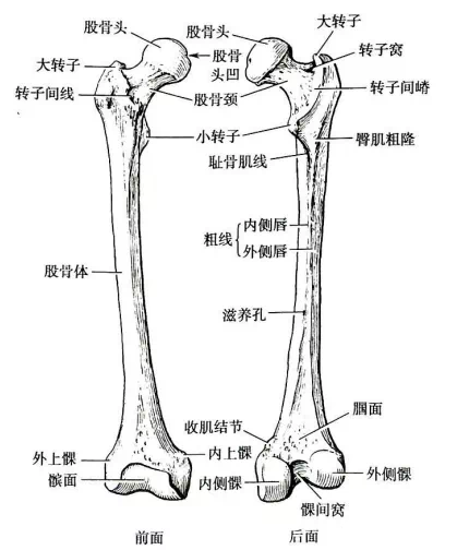 作为左右两侧髋关节的重要组成部分,股骨头位于盆骨