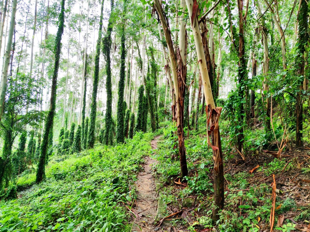 徒步成都龙泉山,穿行于森林公路果园之中,完败而归是因为难吗