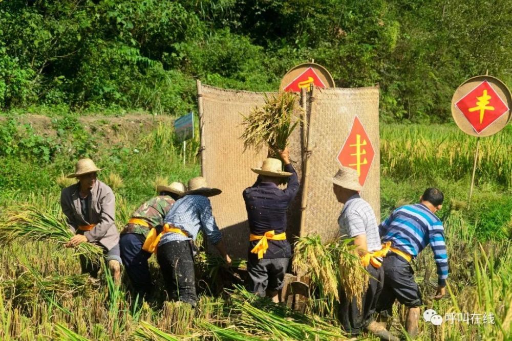 中国农民丰收节|女娲山原生态水稻开镰收割