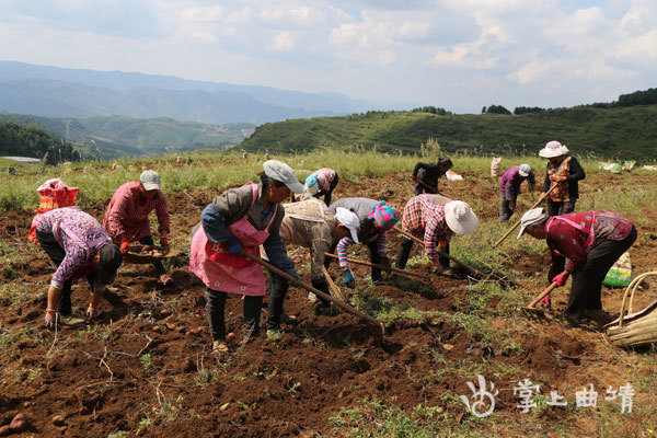 种养结合 助农增收——宣威市宝山镇乐红村特色种植养殖业发展小记