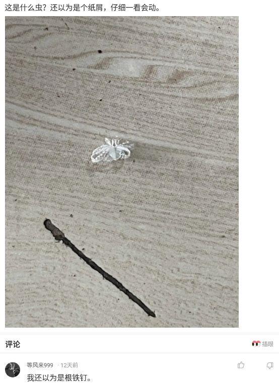 神回复这是什么虫还以为是个纸屑仔细一看会动