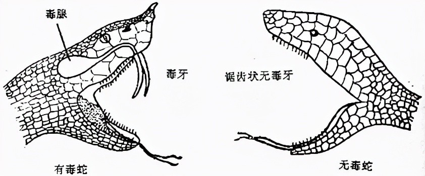 捅了毒蛇窝南宁一小区眼镜蛇抓不完人人自危蛇究竟怕什么