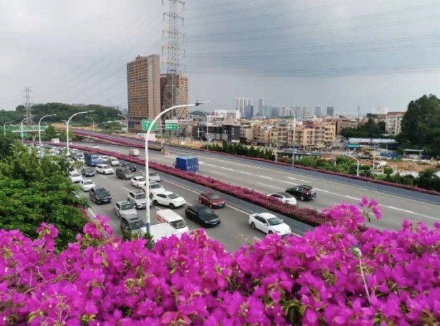 勒杜鹃再度盛放,新光快速路"颜值"再提升