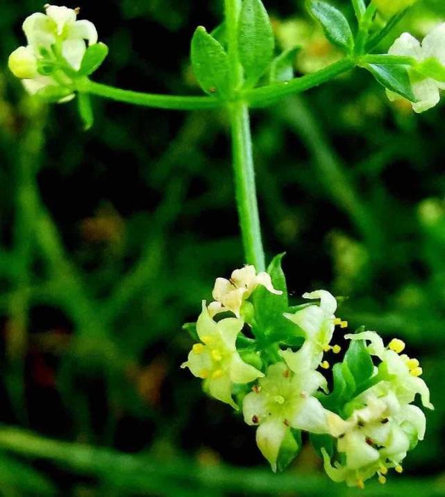 茜草花开秋曰长