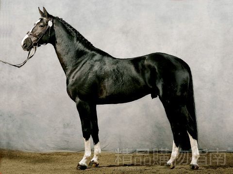 5没角一字赖麒麟-裴元庆 6拳毛马呙 什伐赤 白蹄乌 特勒骠 青骓 飒露