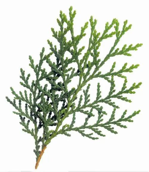 速生用材和园林绿化优良树种—中山柏植物非试管高效快繁技术快繁中山