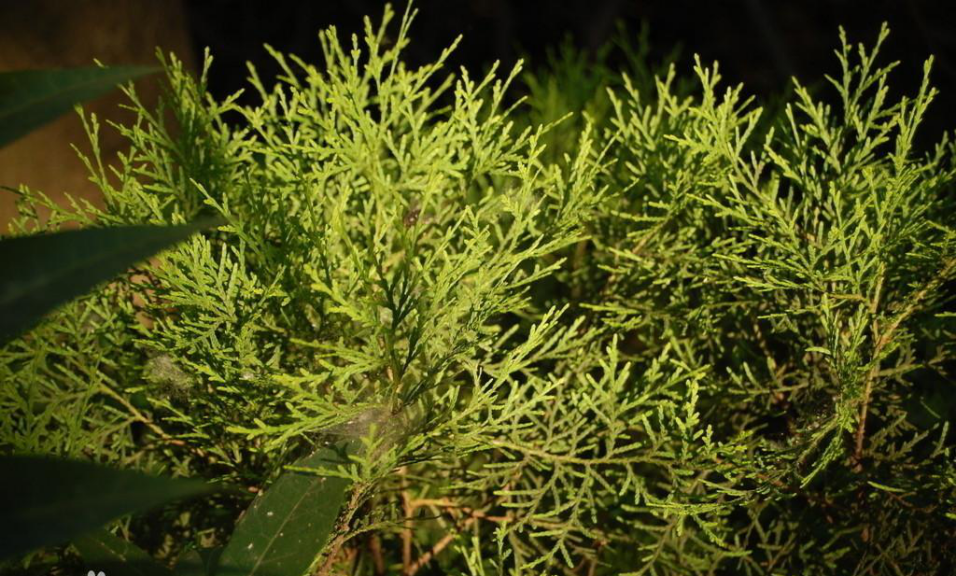 速生用材和园林绿化优良树种—中山柏植物非试管高效快繁技术快繁中山