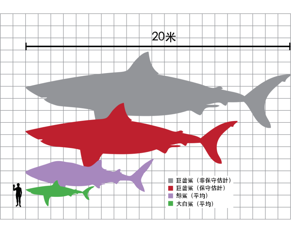 巨齿鲨与人类的体型比较