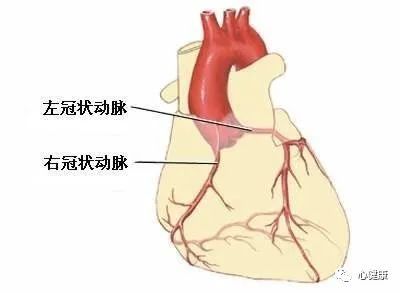 心脏的血管有多大