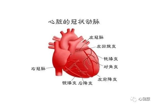 心脏|血管|冠状动脉|冠心病|动脉