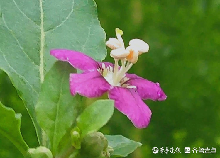 枸杞花开,香气清幽