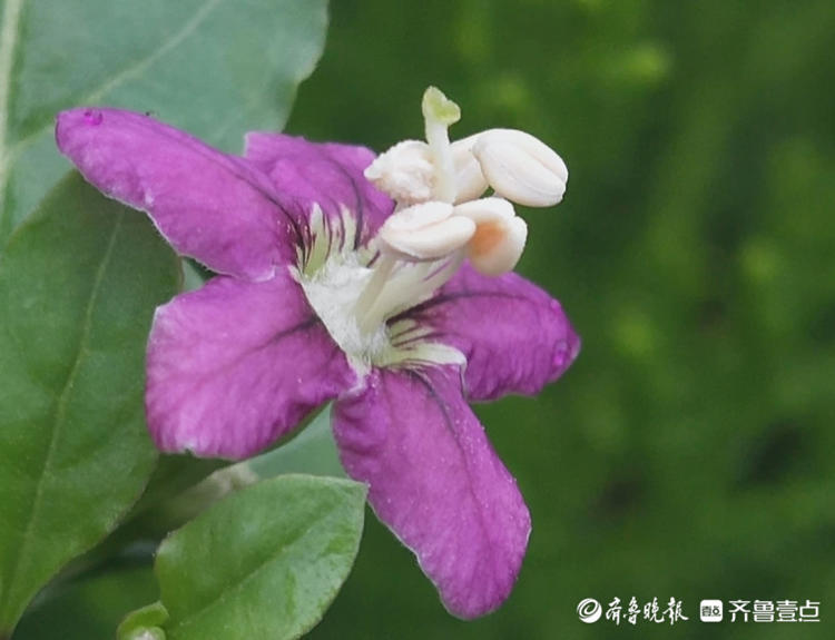 枸杞花开,香气清幽