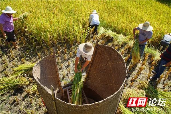 农民丰收节当天,位于湘赣两省边界的浏阳市大围山地区农村特别热闹