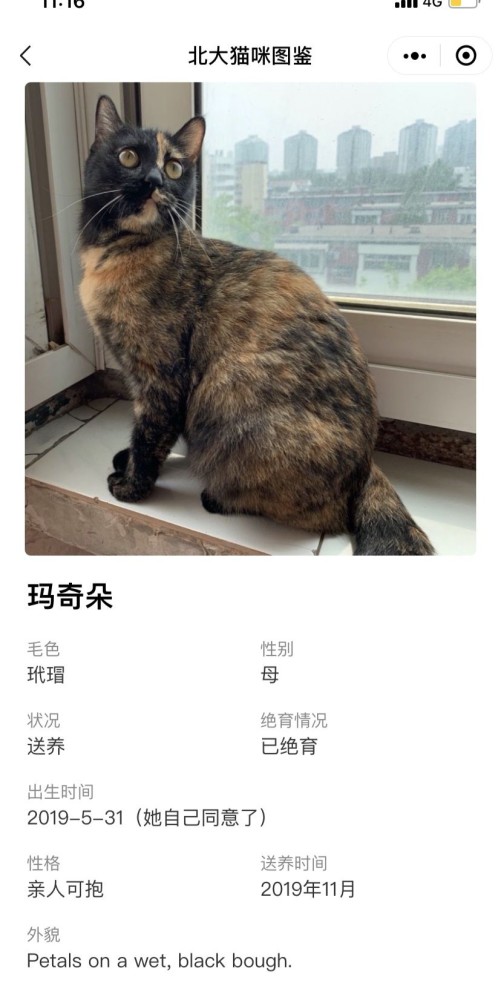 北大猫咪图鉴,哈哈这也太可爱了吧