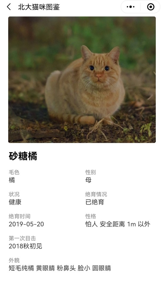 北大猫咪图鉴,哈哈这也太可爱了吧